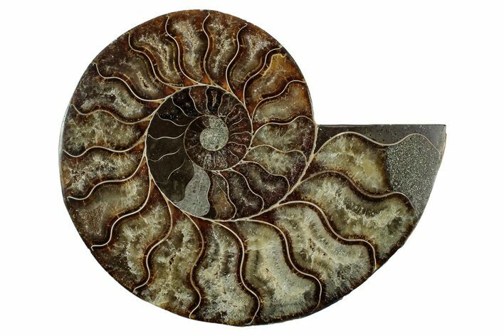 Cut & Polished Ammonite Fossil (Half) - Madagascar #345649
